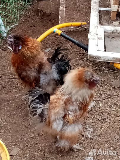 Породистые молодые петухи