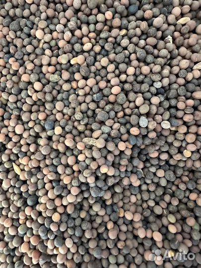 Семена вика овес