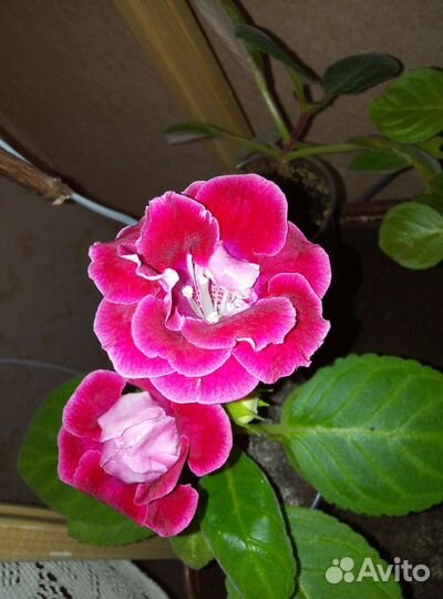 Глоксиния (махровая)