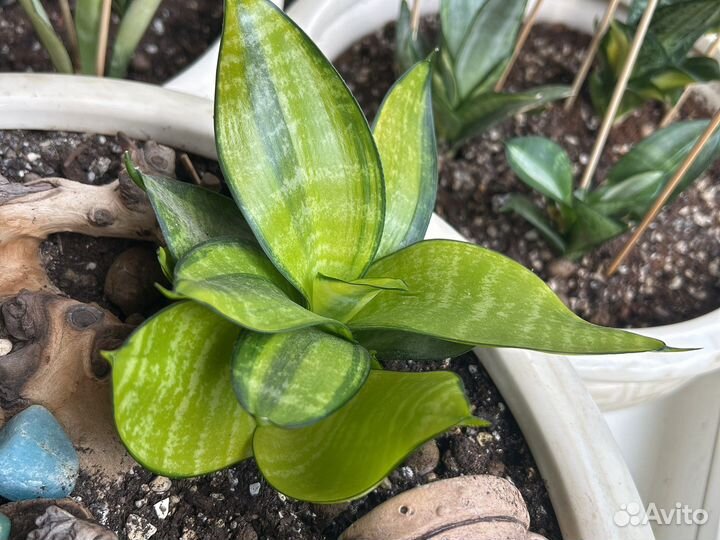 Сансевиерии сортовые разные