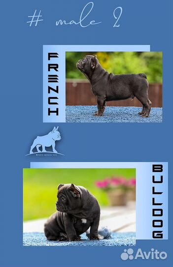 Франзуский бульдог