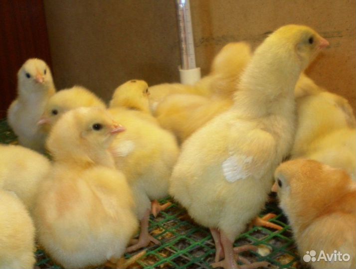 Куры несушки.Цыплята бройлер 1-30 дн.Индюшата