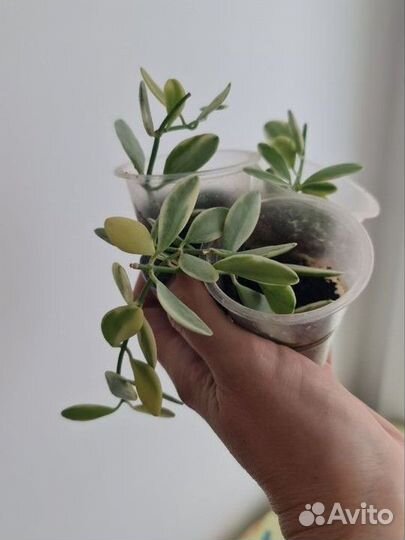 Дисхидия Ионанта вар., церопегия Сандерсона