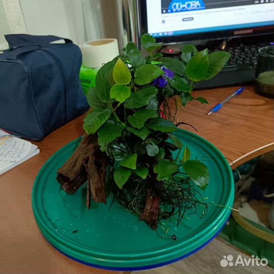 Коряга с анубиасами