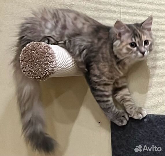 Настенный столбик - ступенька для кошек Моя Котя