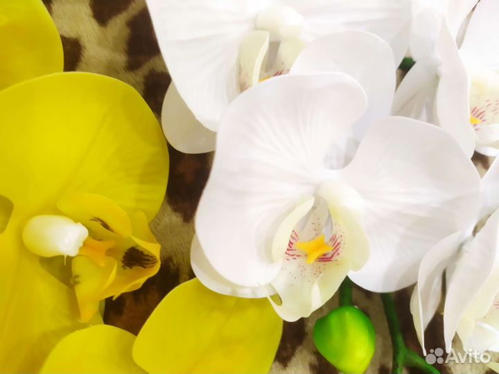 Орхидея фаленопсис