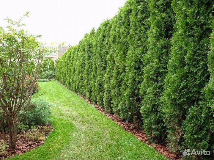 Туя екстра класса