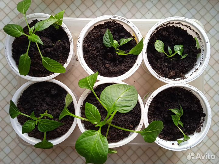 Рассада острого перца