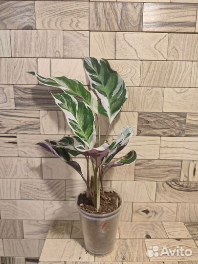 Калатея white fusion