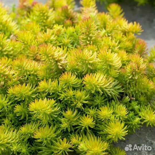 Растения для рокария