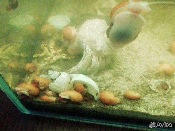 Рыбки и растения