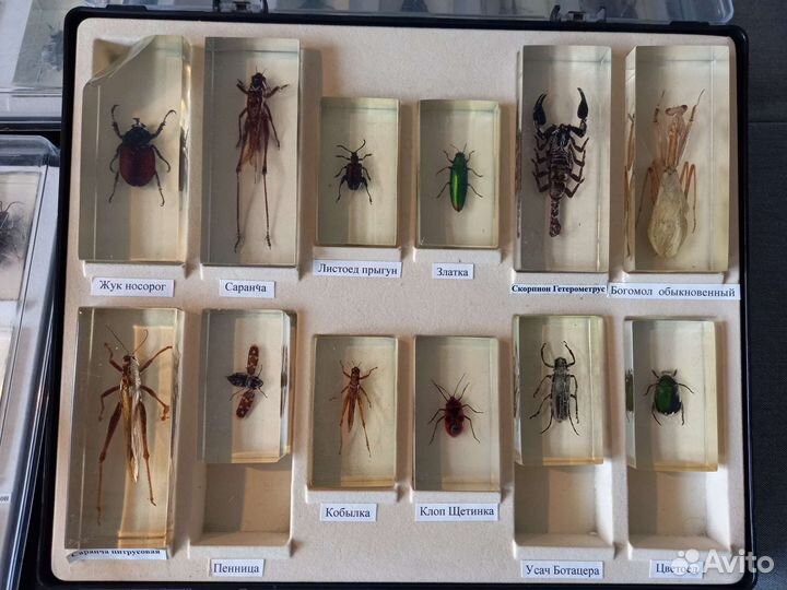 Насекомые в стекле; Коллекция
