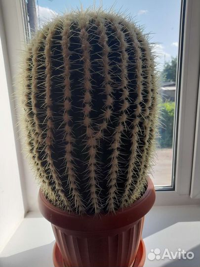 Эхинокактус грузони кактус Огромный D50 h39