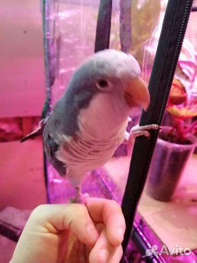 Выкормыш монах или квакер