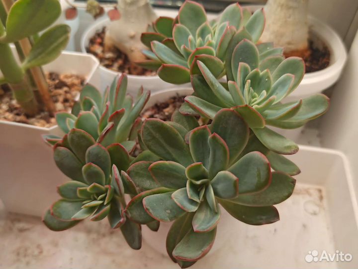 Эхеверия Луэла