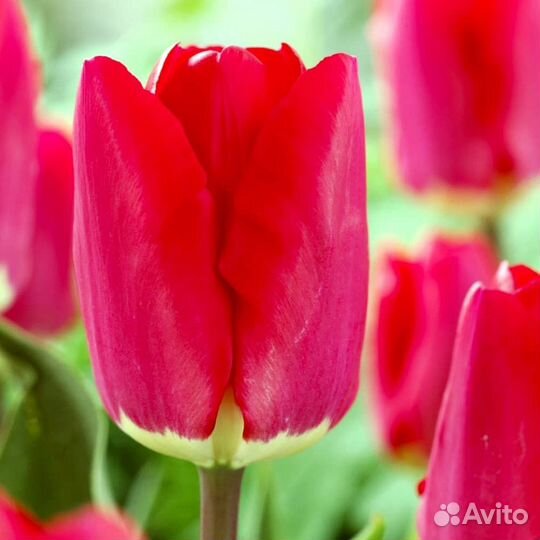 Тюльпан Фостери Кинг (5 луковиц) Holland Bulbs (Г