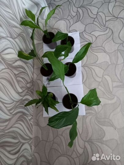 Спатифиллум