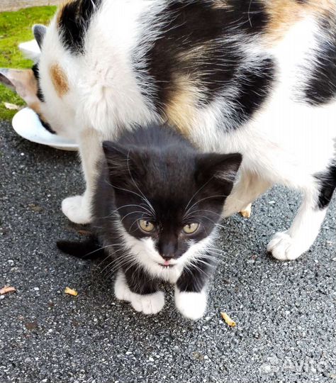 Кошки в добрые руки бесплатно