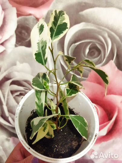 Фикус бенджамина