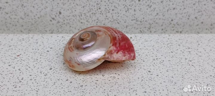Улитка перламутровая 2,2 морская ракушка