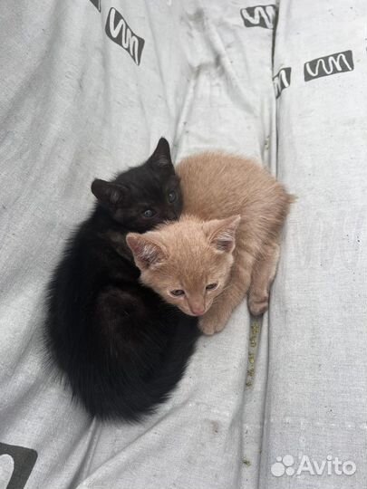 Котята в добрые руки