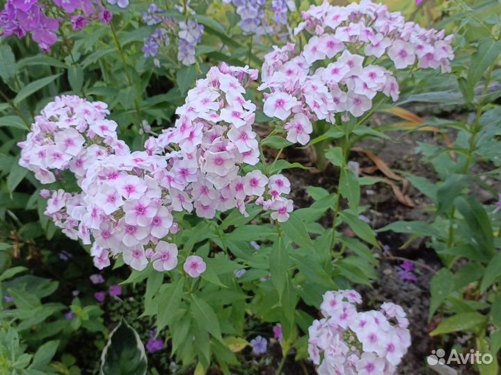 Флоксы-миниатюрки и не только