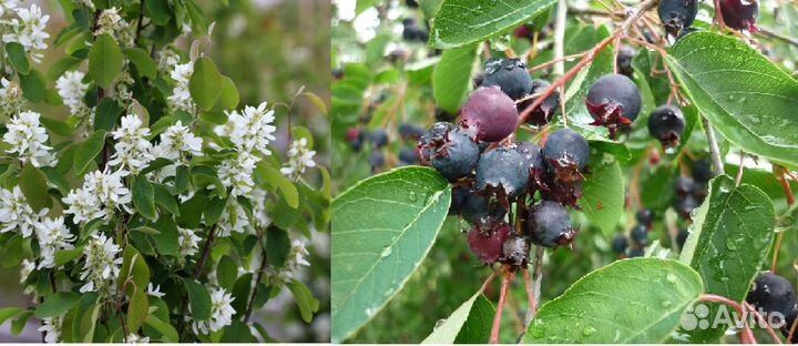 Кустарники плодовые