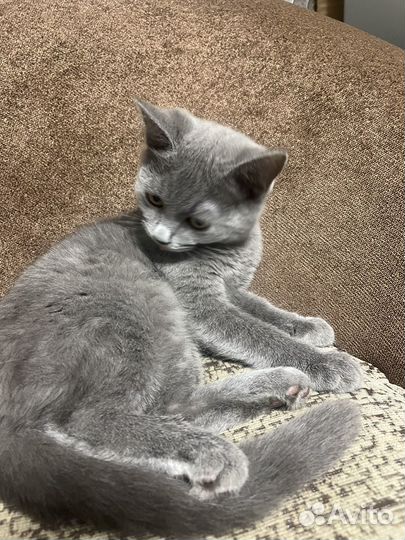 Молодая кошечка бесплатно