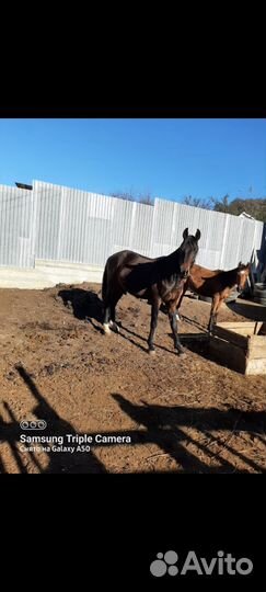 Жеребец и кобылка