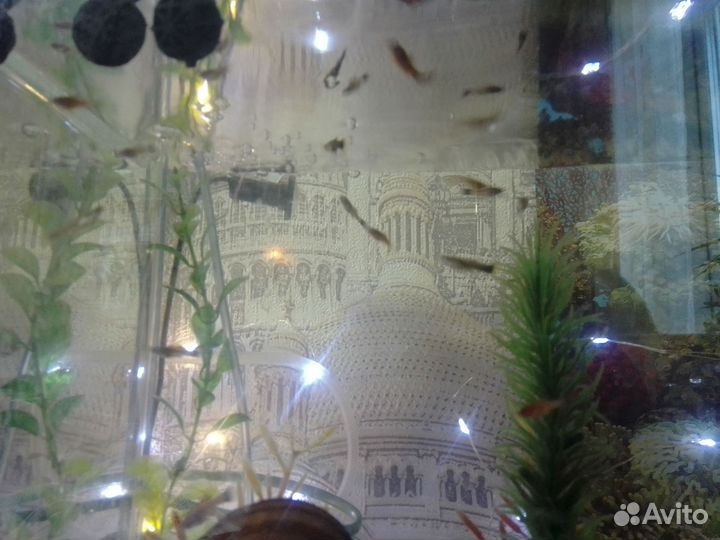 Рыбки аквариумные