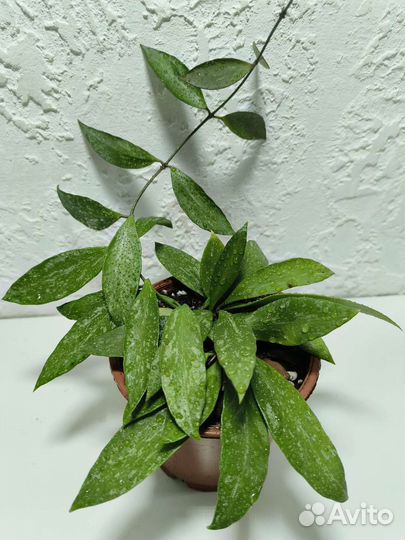 Хойя карноза Триколор