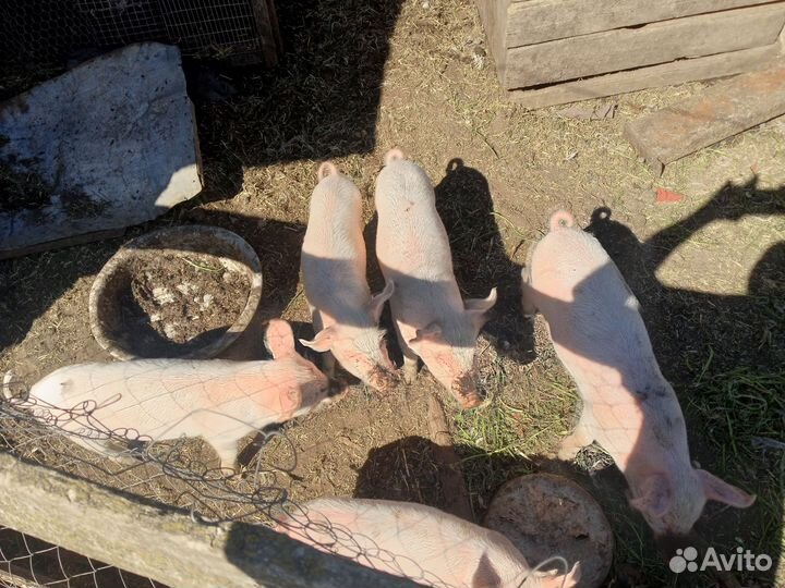 Поросята ландрас