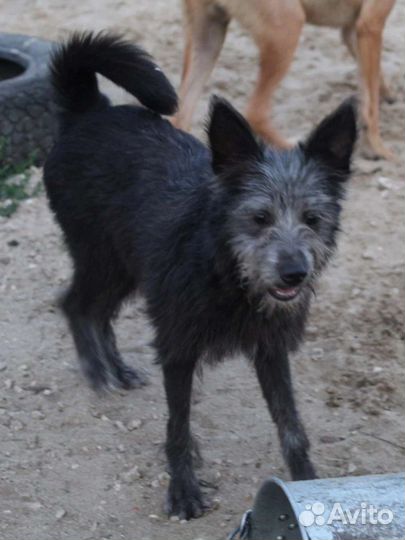 Дора и лора