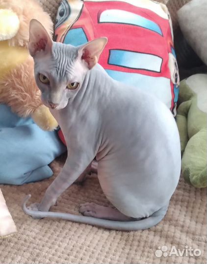 Кот ищет подругу