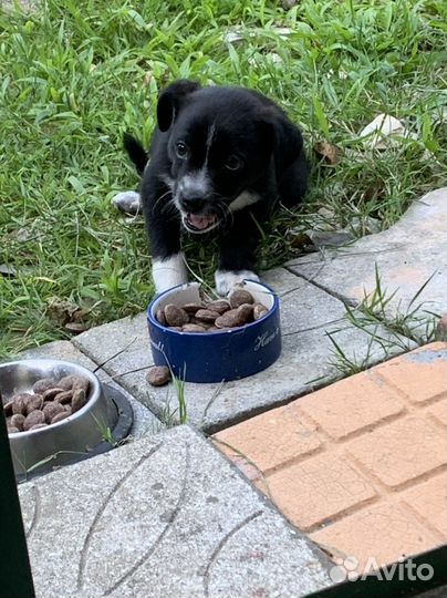 Щенок в добрые руки