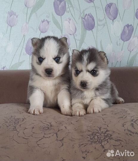 Красотули щенули