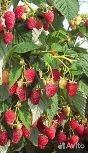 Саженцы малинового дерева таруса