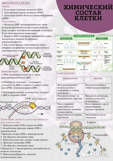 Репетитор по биологии (ЕГЭ, ОГЭ)