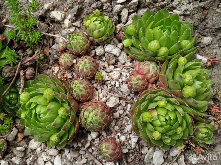 Кактусы, суккуленты, алоэ