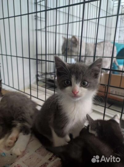 Котенок Егорка