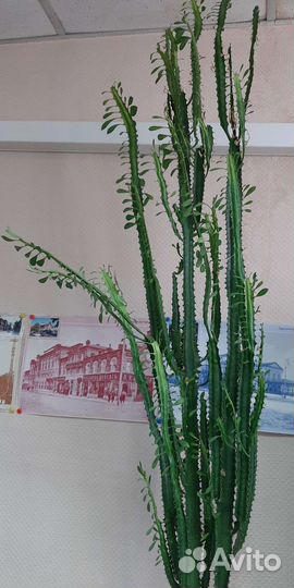 Молочай трехгранный Эуфорбия тригона большой