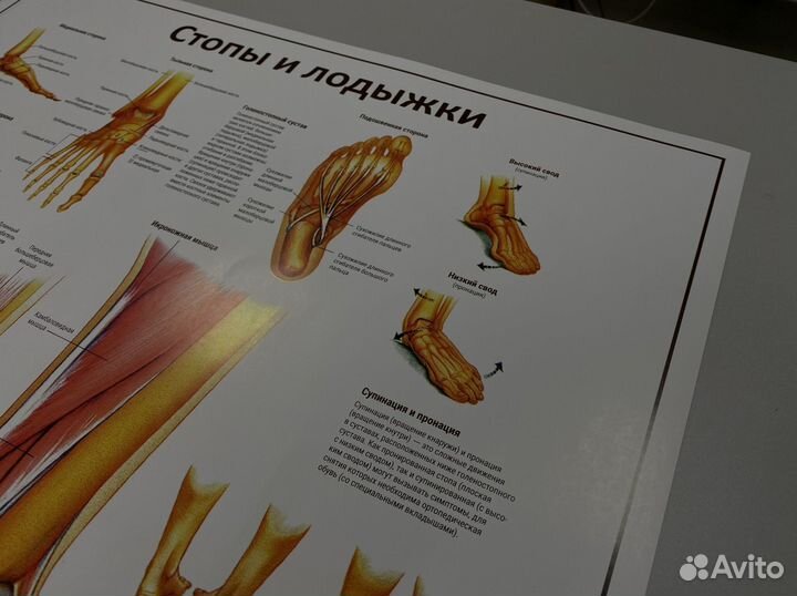 Плакат макета стопы и лодыжки