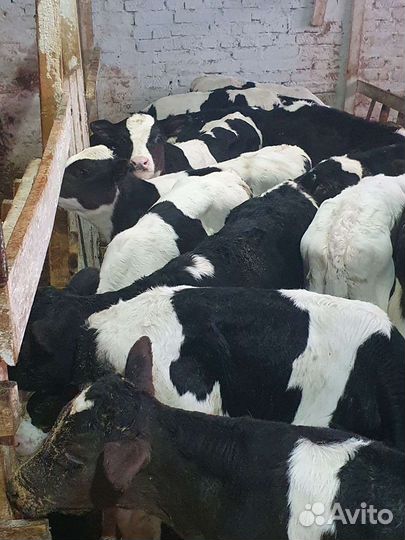 Бычки телята