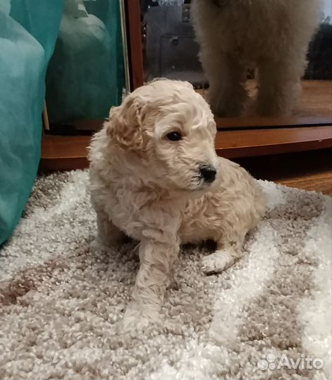 Карликовый пудель
