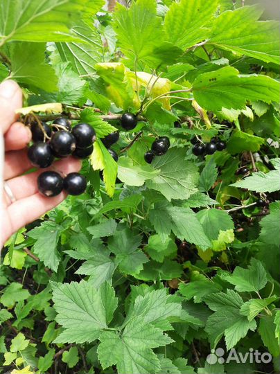 Черная смородина ягода