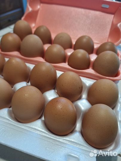 Яйцо куриное
