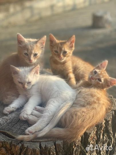 Котята крысоловы и мышеловы