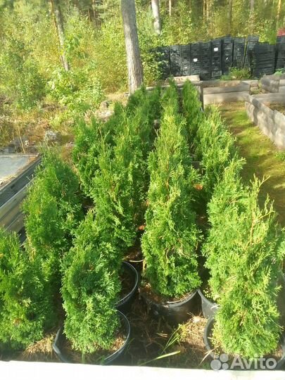 Туи, голубые ели и многое другое