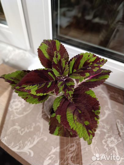 Колеусы вегетативные