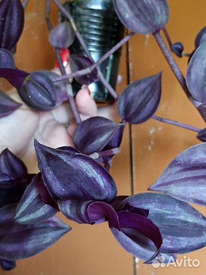 Традесканции сортовые